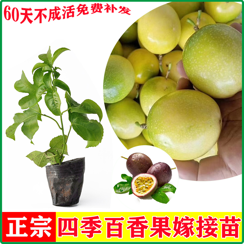 百香果纯甜无酸黄金果紫香百香果苗台农百香果嫁接苗四季当年结果