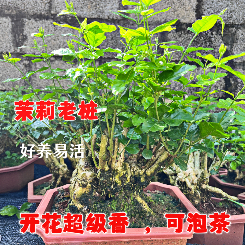横州重瓣茉莉花老桩盆景当年开花阳台户外庭院绿植直播间一物一拍