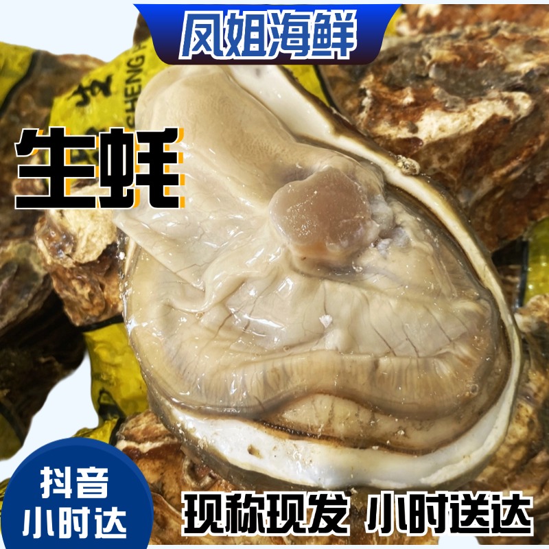 【乳山生蚝】现捕现发 新鲜送达 保肥保鲜，一斤两只左右一只5.6两左右