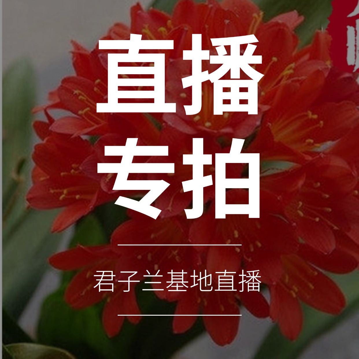 长春精品君子兰基地直发-【50-100】