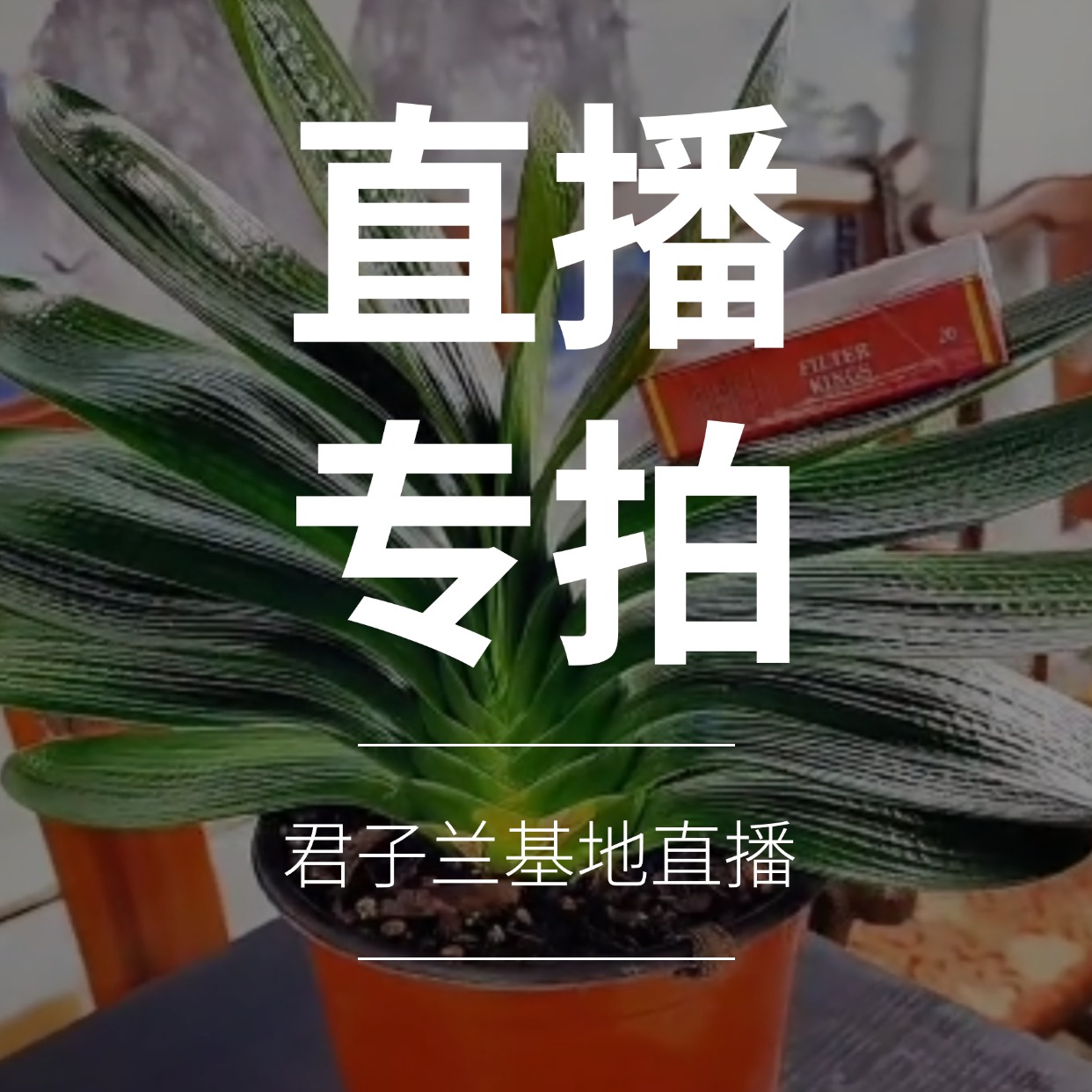 长春精品君子兰基地直发