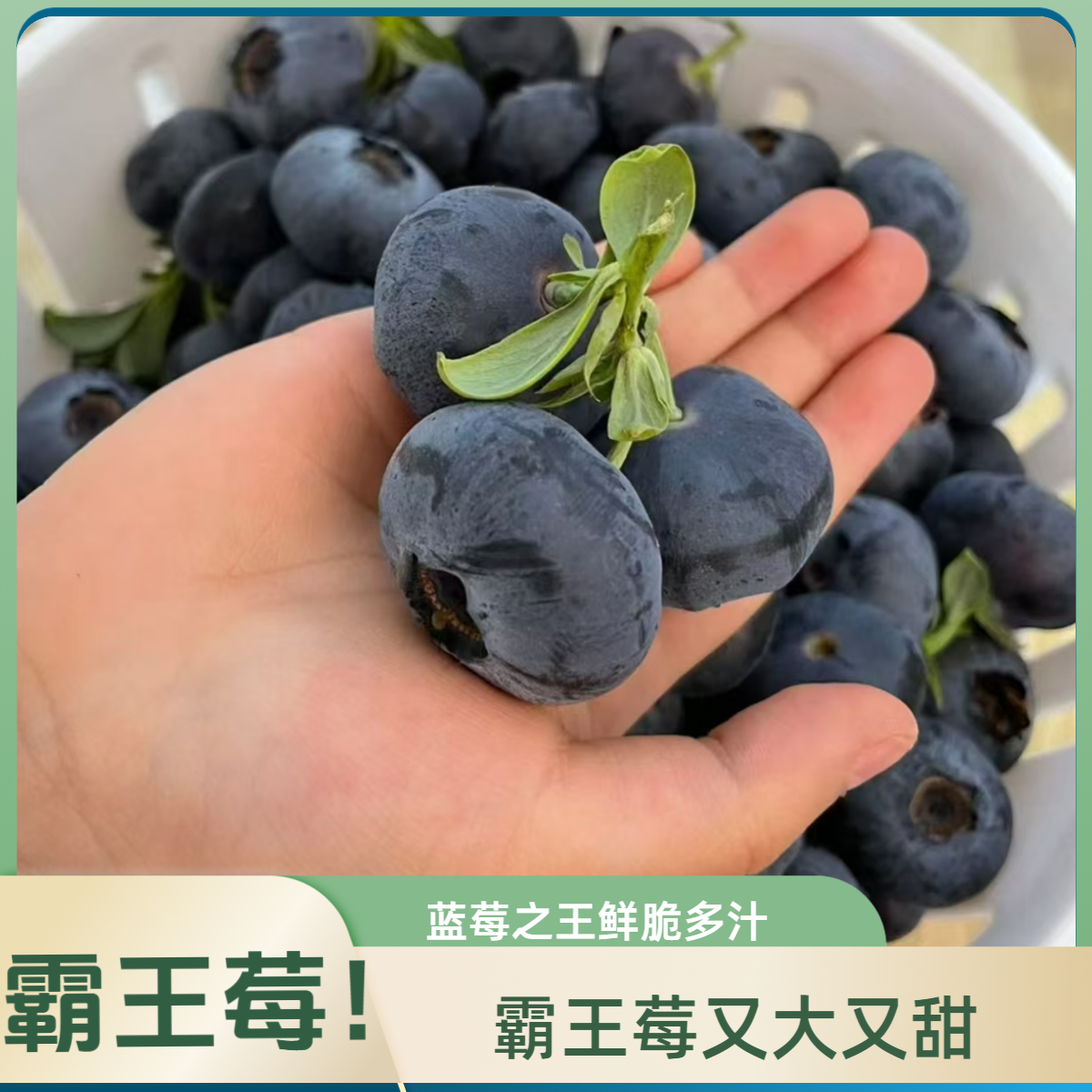 【国产蓝莓巨无霸】脆甜蓝莓新鲜采摘鲜脆多汁（净重90g/盒）