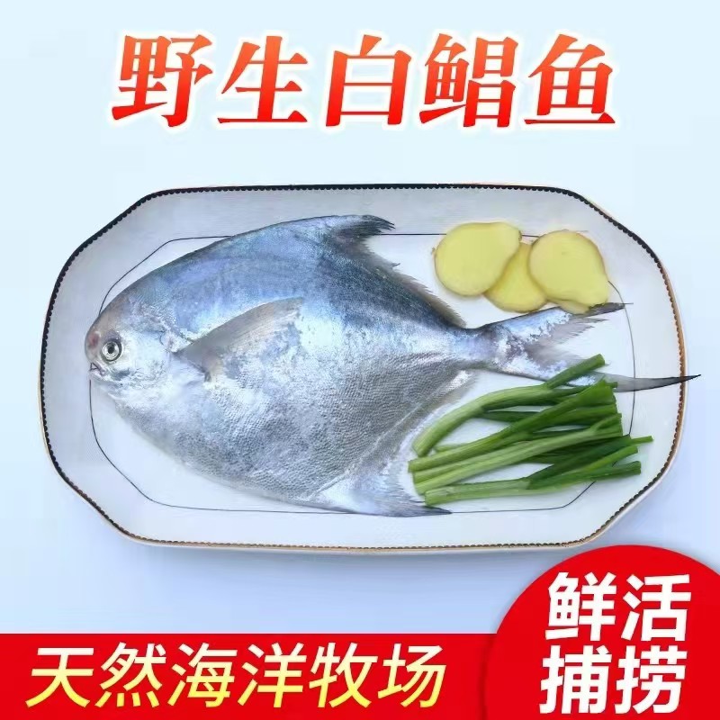 东海捕捞野生流网鲳肉质鲜美冰鲜发货银鲳鱼直播间专用链接新鲜炸鱼