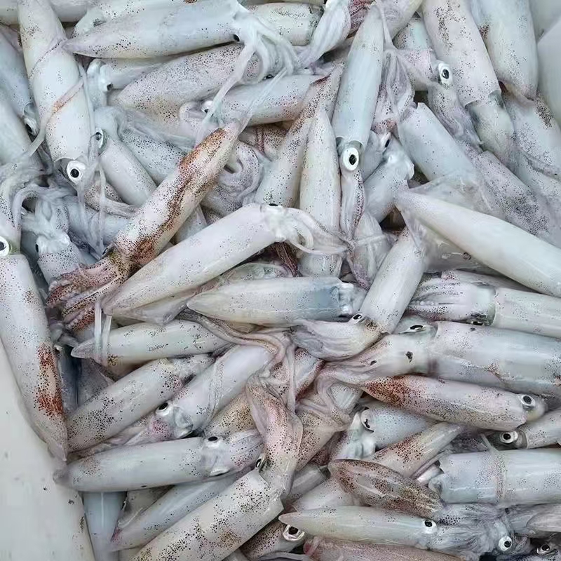 海捕新鲜笔管鱼海兔鱿鱼冰鲜速冻发货精品