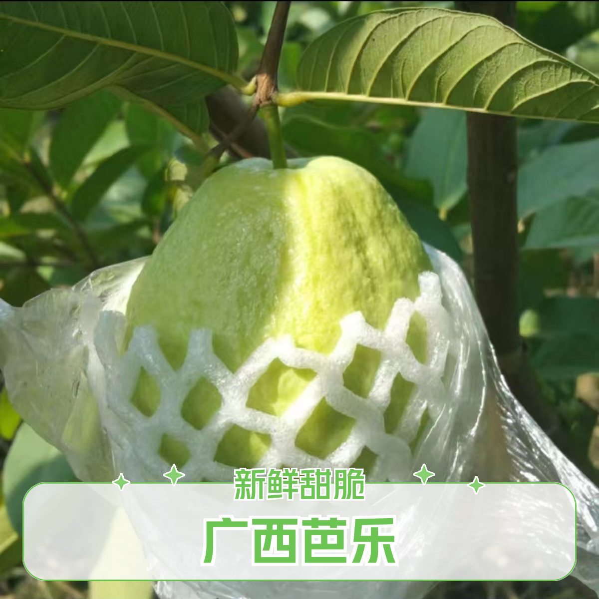 广西番石榴白心松脆芭乐香甜产地直发新鲜采摘水果芭乐果当天