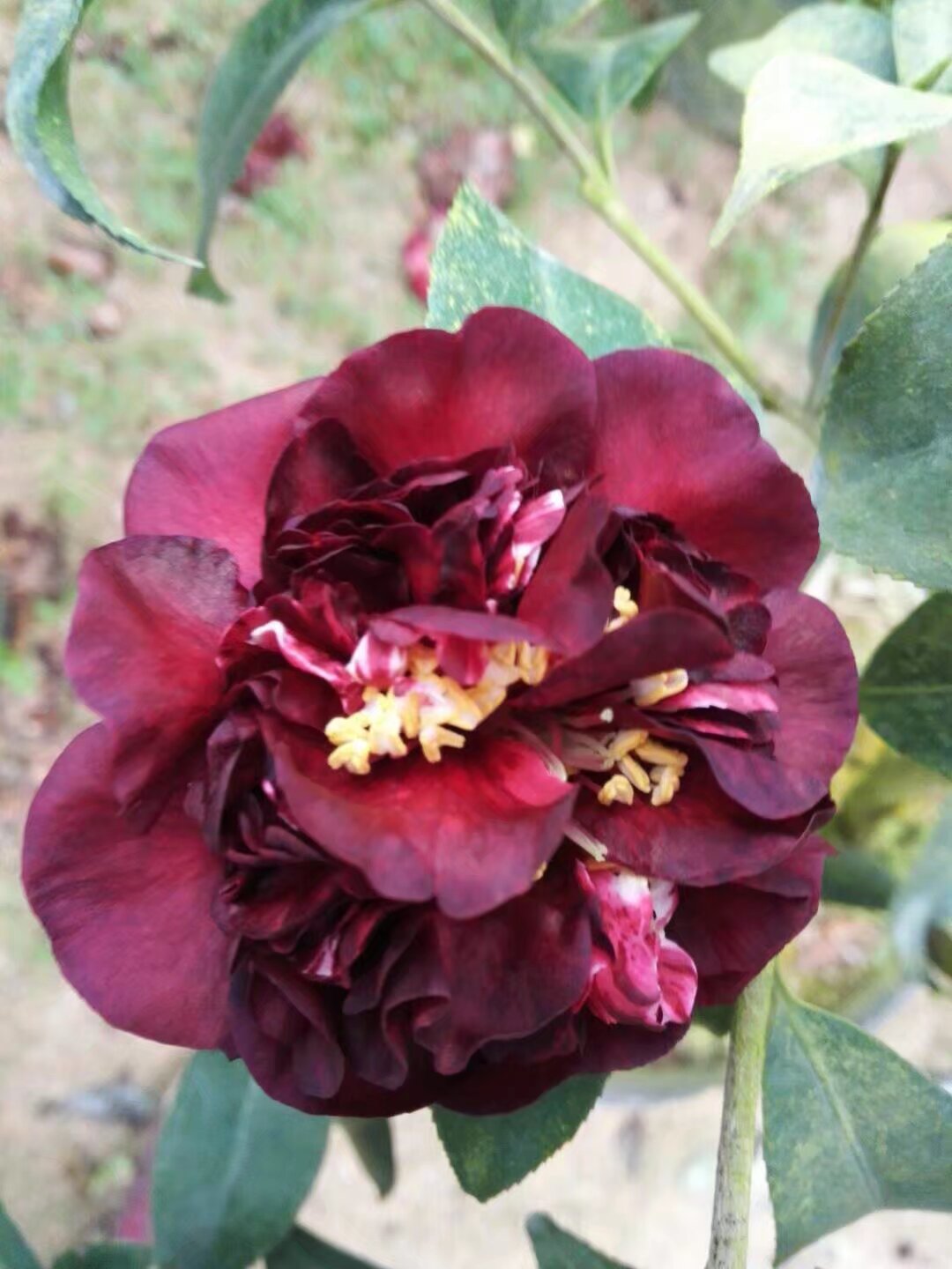 午夜魔幻茶花 黑色黑红色茶花 多艳丽花色盆栽黑茶花