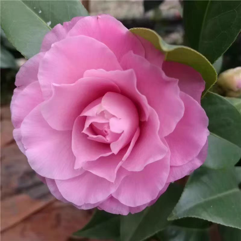 西利米切尔稀有名贵品种茶花盆栽树苗重瓣粉红色大花福建龙岩基地