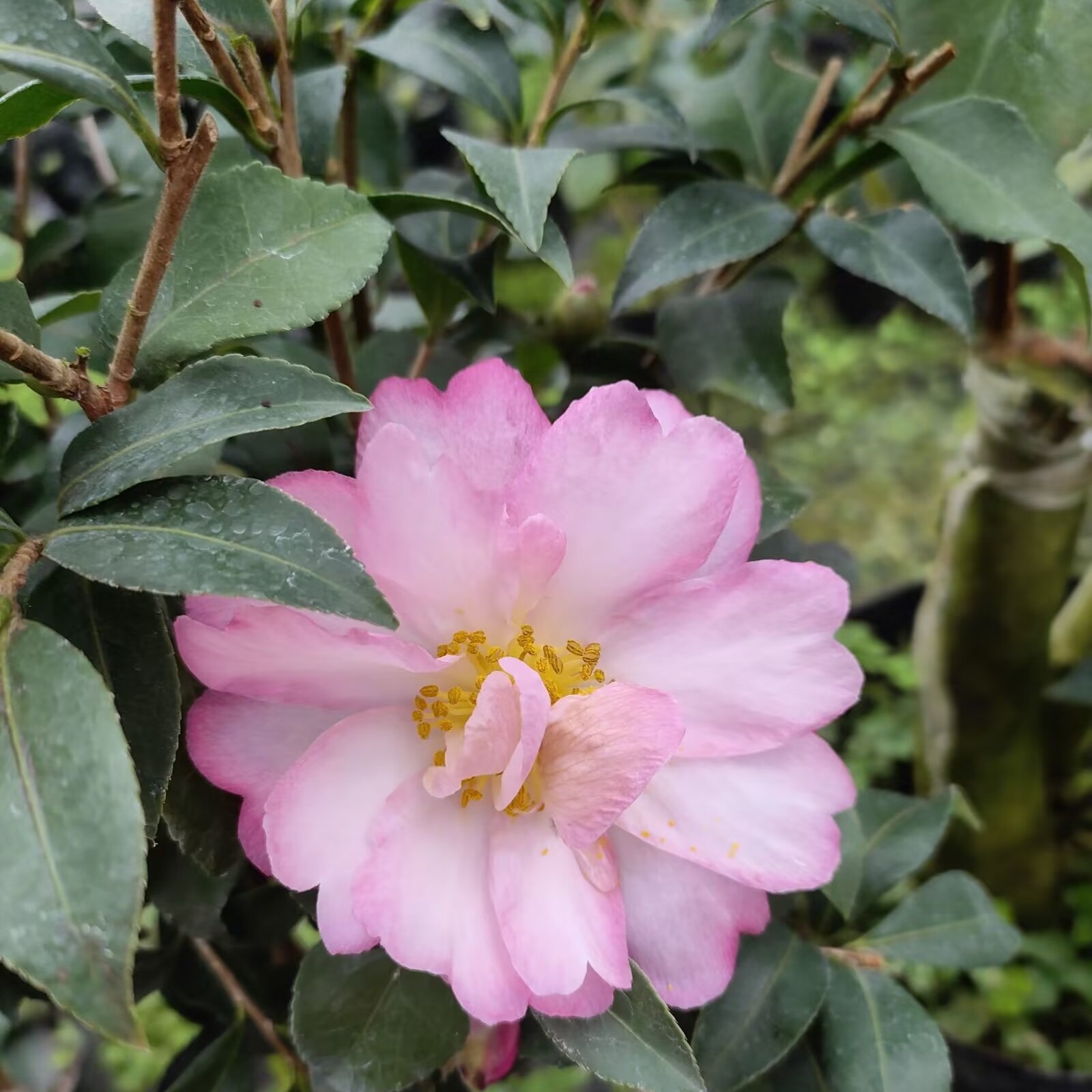 日本香茶梅粉色山茶花树苗盆栽植物室内外观赏花卉耐寒好养活