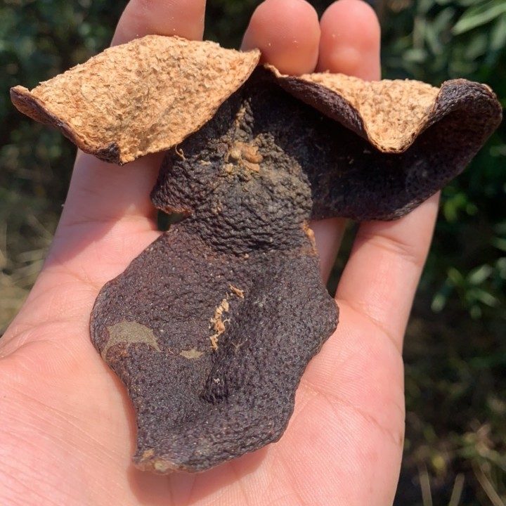 2020年 新会陈皮驳枝  产地礼乐  