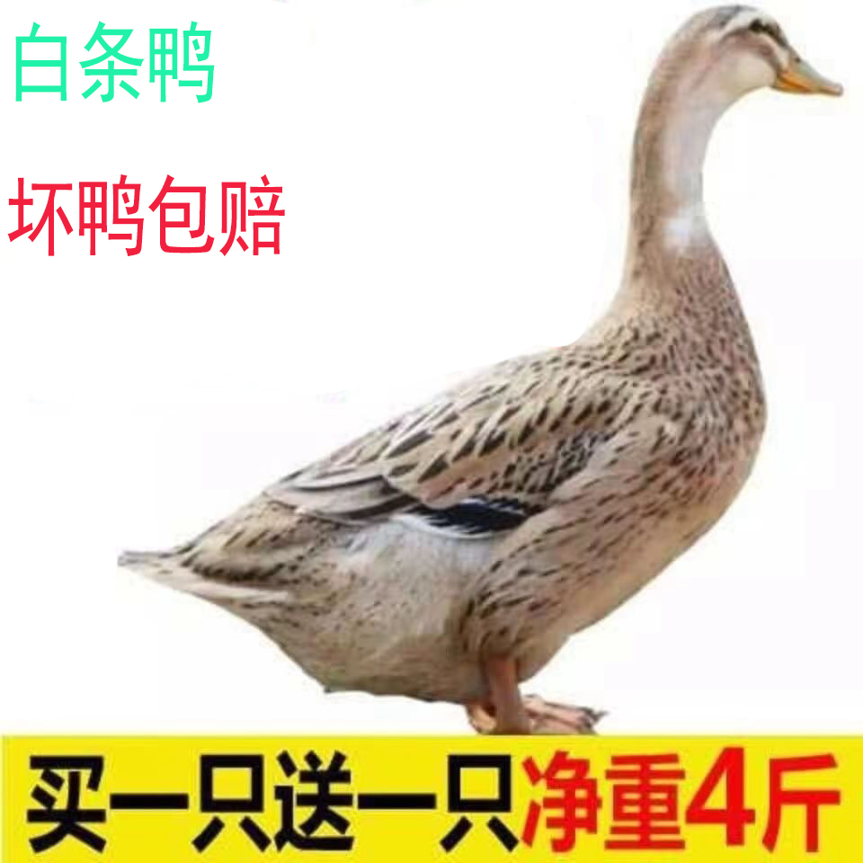 （29.9元）买一送一到手2只白条鸭肉鸭 净重4斤无爪无内脏无翅膀