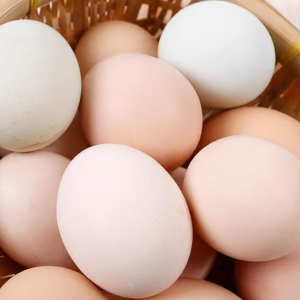 成品链接正宗无量山大毛脚飞毛腿土鸡蛋中受精蛋食用蛋