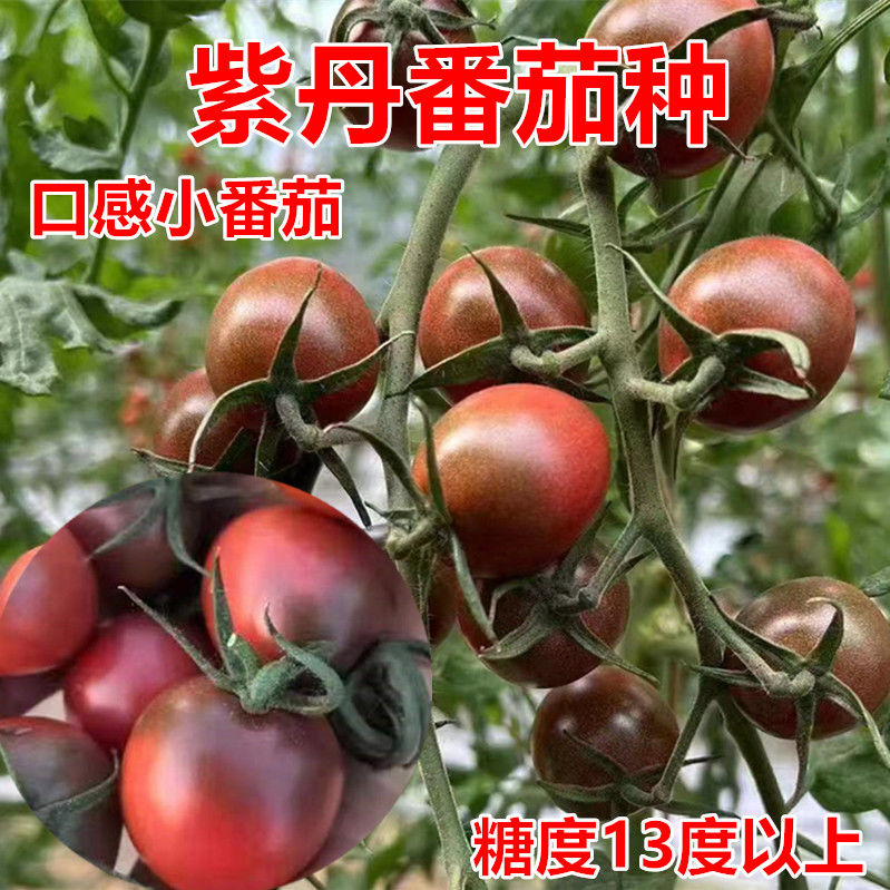 紫番茄种子紫色小番茄种紫黑色圣女果采摘园种植基地专用 紫丹