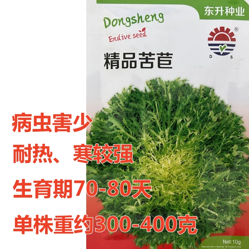 精品苦苣种子可四季种植的蔬菜种子品质较好病虫害少