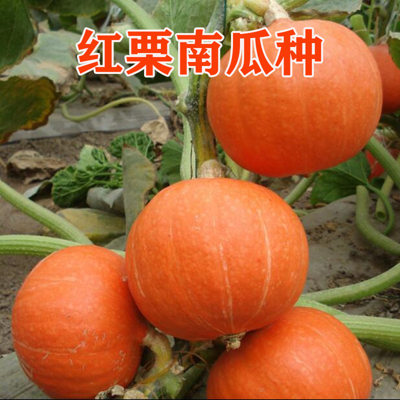 红栗南瓜种子早熟抗病甜栗南瓜 板栗味贝贝南瓜 四季可种蔬菜种籽
