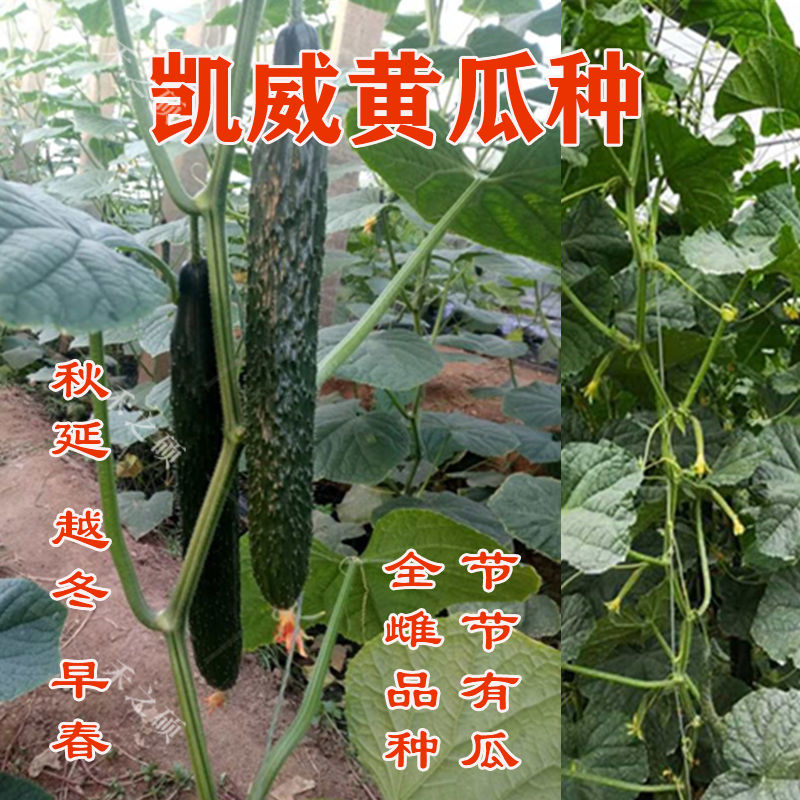 凯威黄瓜种子绿肉大黄瓜全雌油亮青瓜种籽节节有瓜包邮抗病高产量