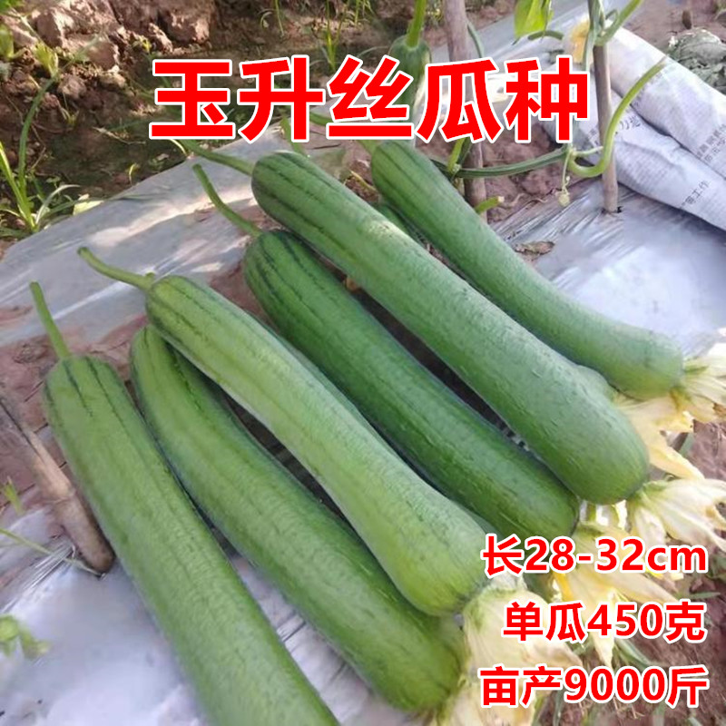 玉升丝瓜种子杂交青皮硬果青瓜四季可种侧蔓结蔬菜种籽