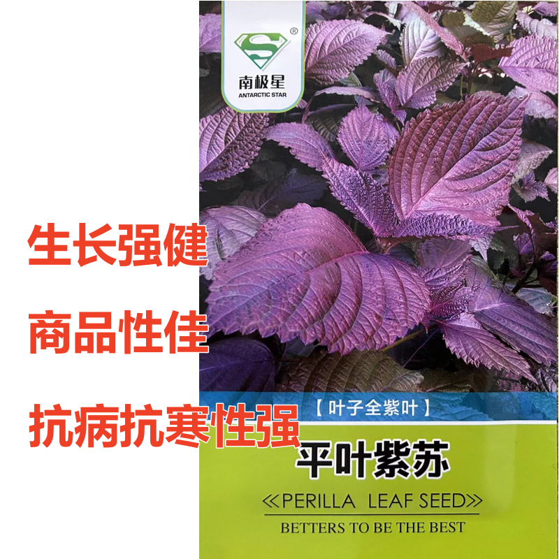 全紫紫苏种子苗四季种植菜蔬菜子可食用生长强健商品性佳