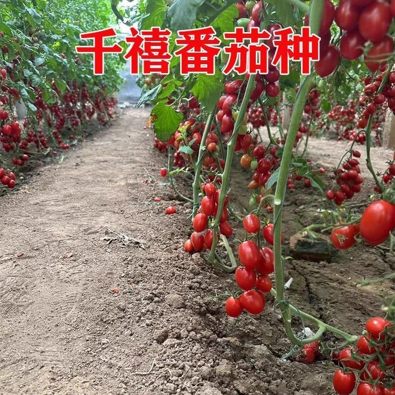 原装台湾农友千禧小番茄种子樱桃小西红柿圣女果种籽产量高口
