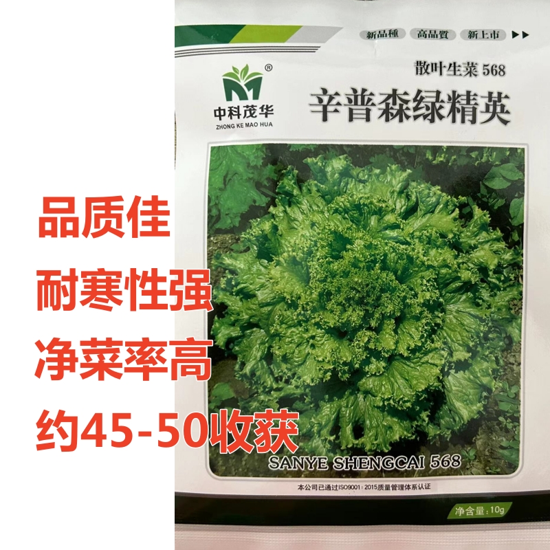 辛普森绿精英生菜种子阳台四季播盆栽秋冬季蔬菜沙拉散叶生菜