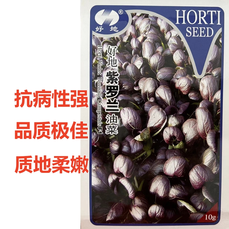 好地紫罗兰油菜四季蔬菜子抗病性强品质特佳质地柔嫩