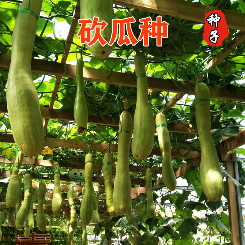 神奇砍瓜种子种苗随吃随砍 巨型砍瓜种籽 特色四季蔬菜种庭院包邮