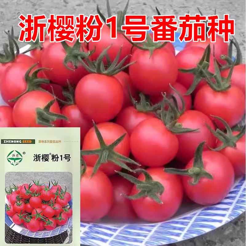 浙樱粉1号樱桃番茄种子千禧圣女果浙江依农圆形粉红水果小番茄种
