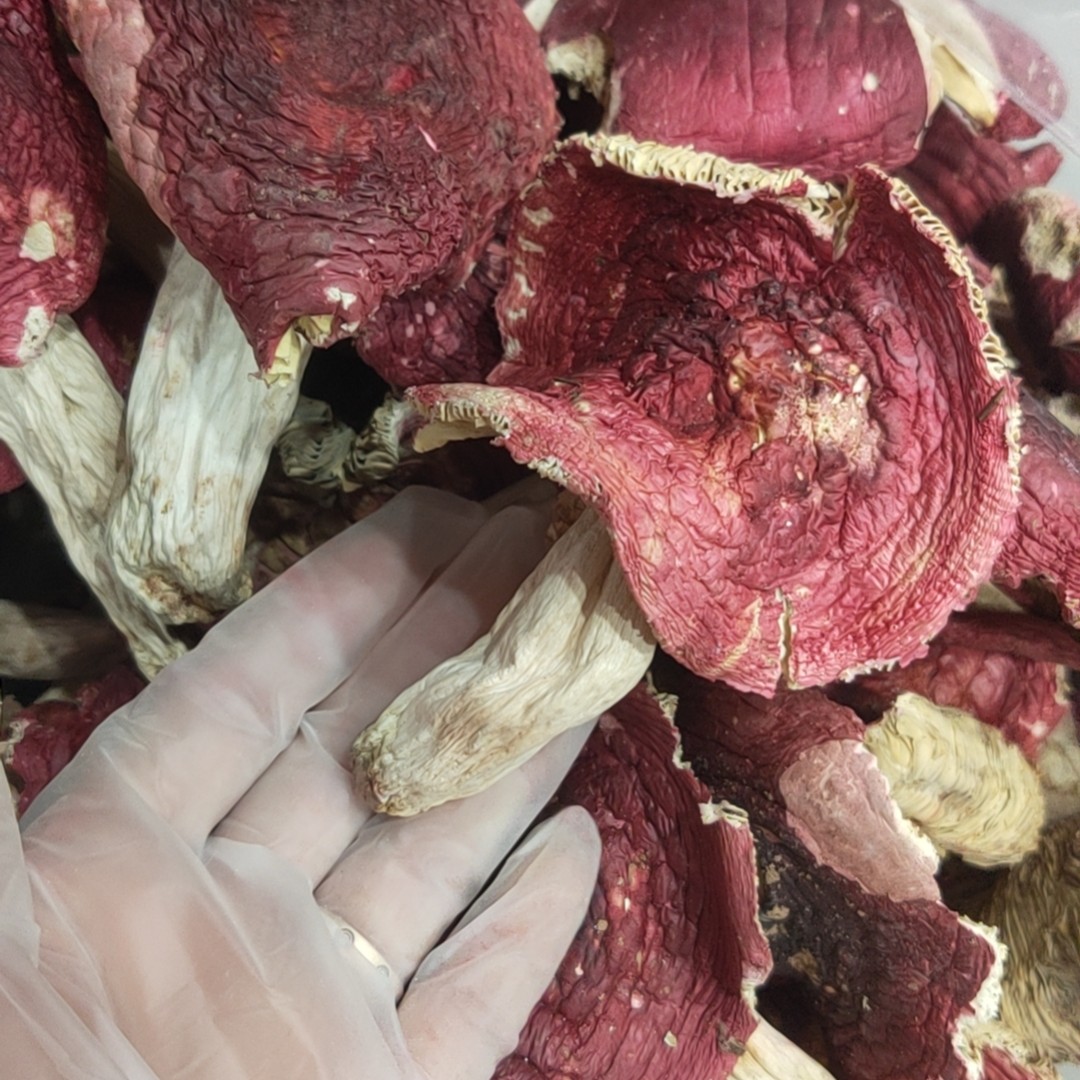 云南大厚菇煲汤卤面食材1斤包邮