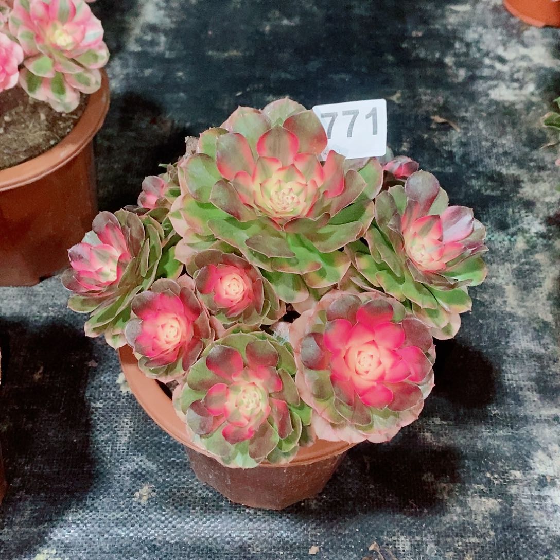 荔枝771多肉20冠服