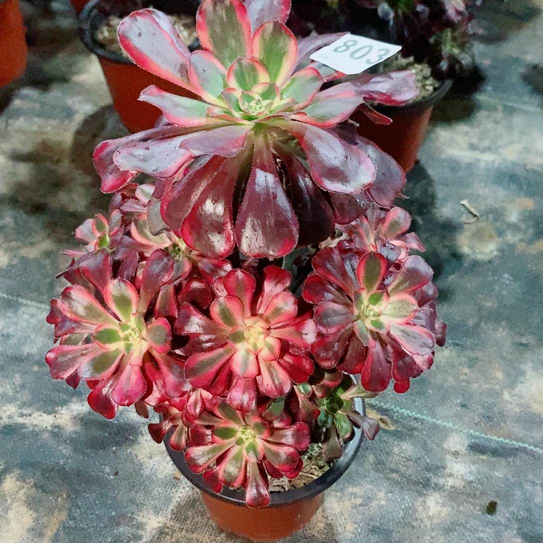 丽娜803多肉11111