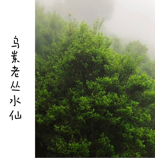 （乌岽老丛水仙）浓香型 回甘好底韵山韵丛味明显 125g