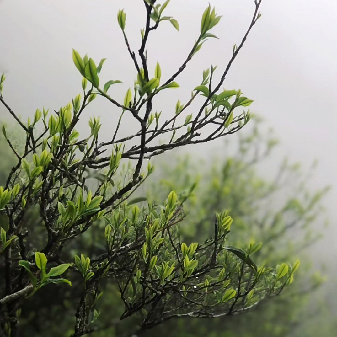 （乌岽兰花香）中熟火 汤色透亮 兰花香味明显 125g