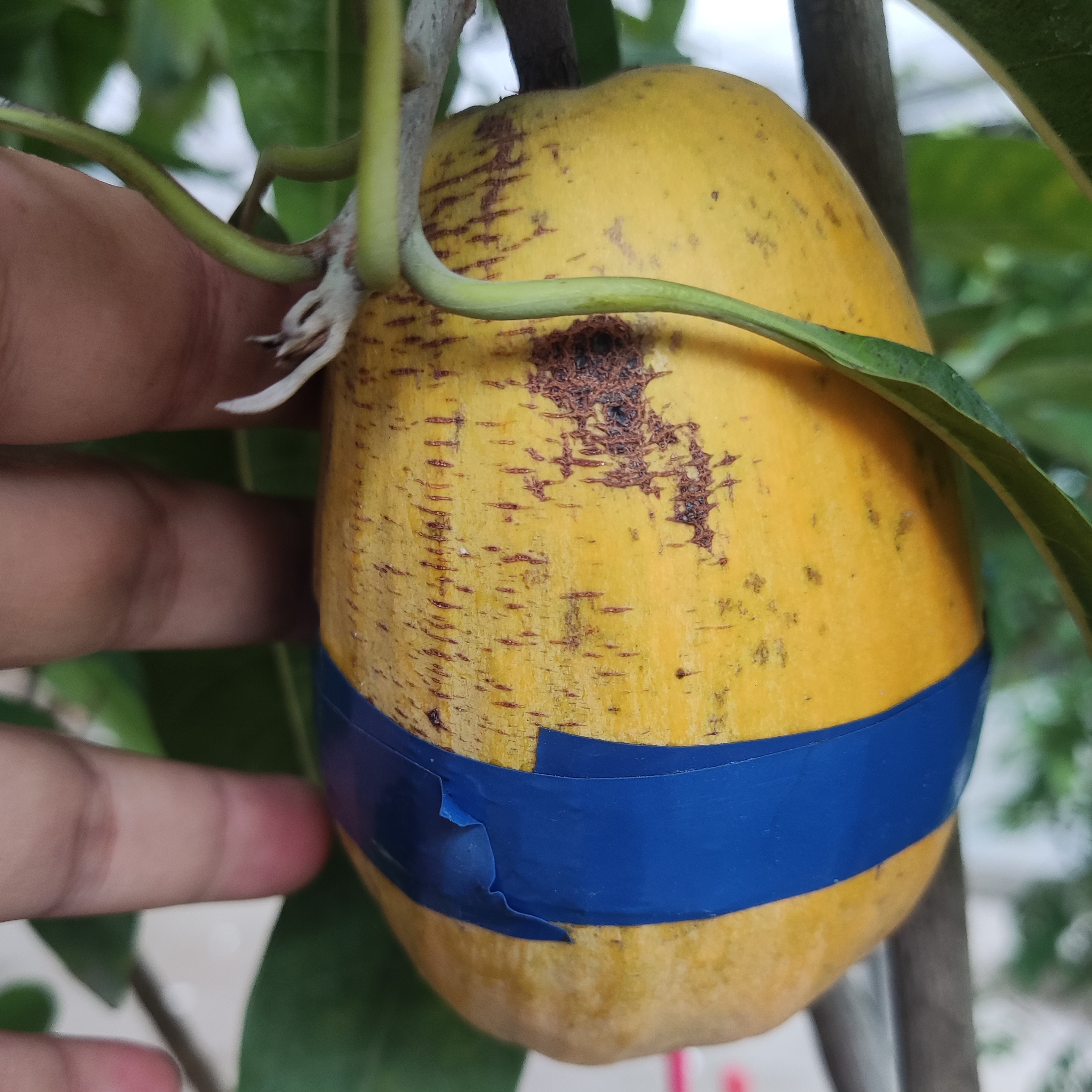 耀堂仙桃果树地栽盆栽庭院种植多年生