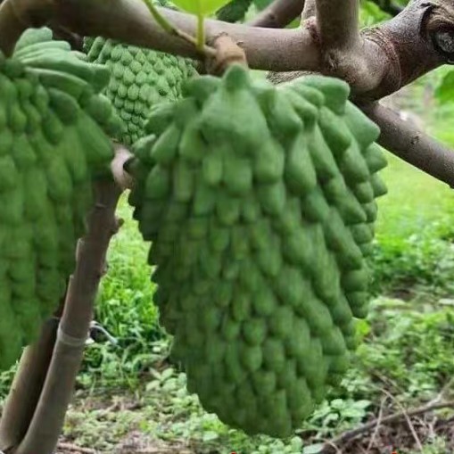 榴莲释迦苗地栽盆栽多年生种植