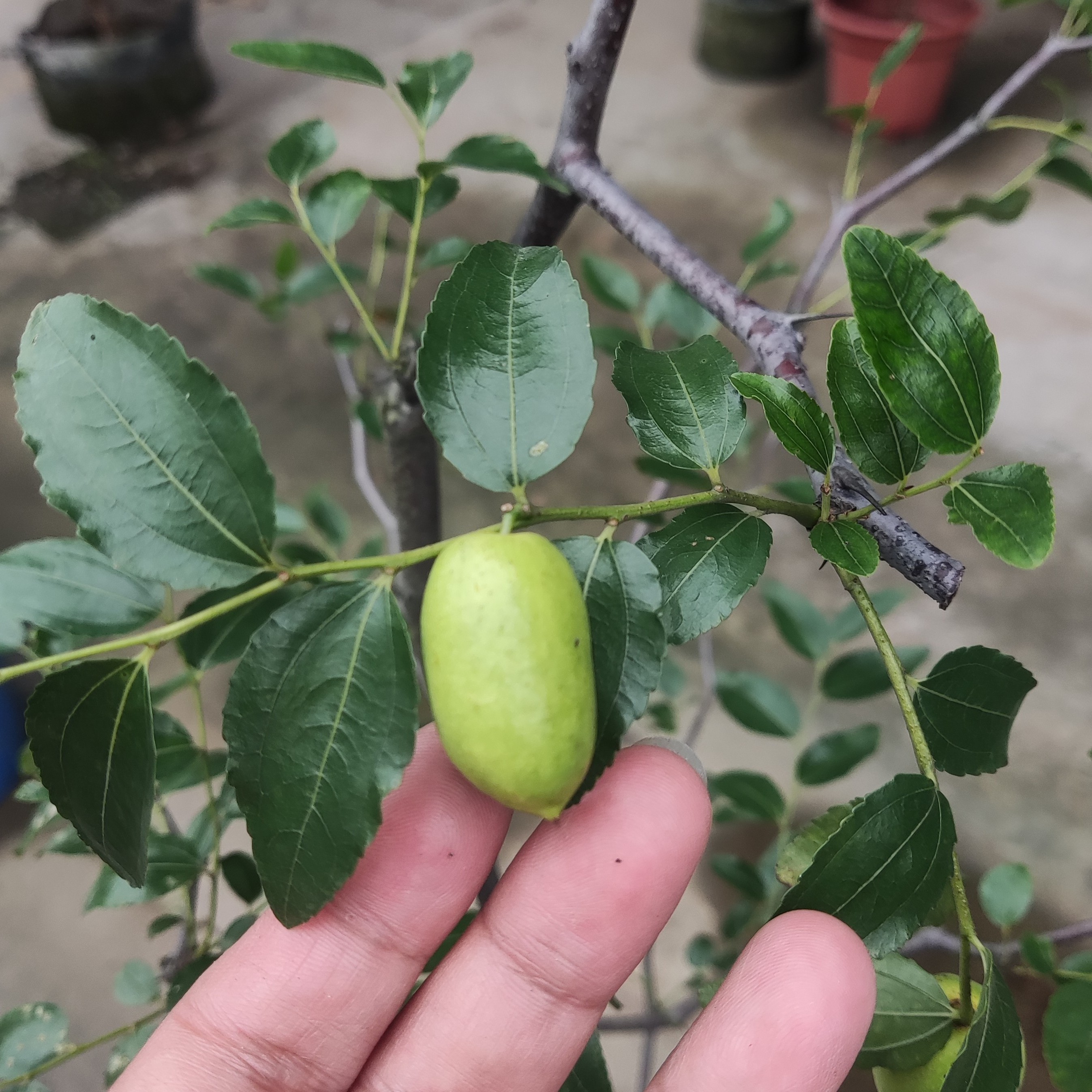 红枣树苗地栽盆栽多年生种植