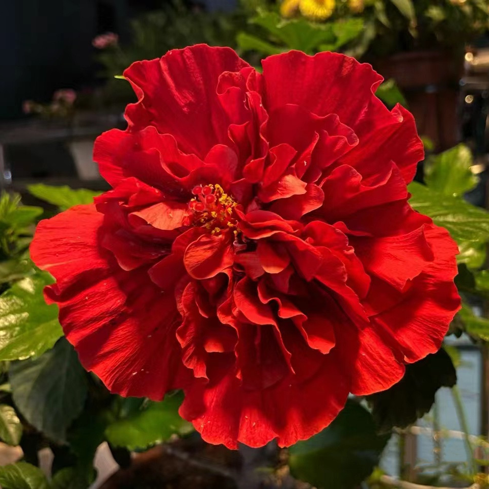 进口丹麦木槿花卉观花植物客厅庭院盆栽四季开花带花发货重瓣花苗