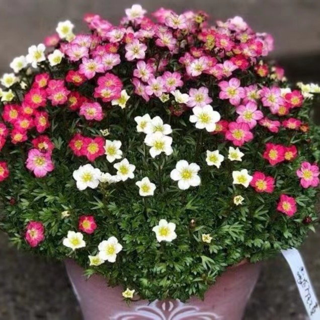 进口虎耳草盆栽阳台庭院花镜搭配多年生花卉耐热耐旱植物好养包邮