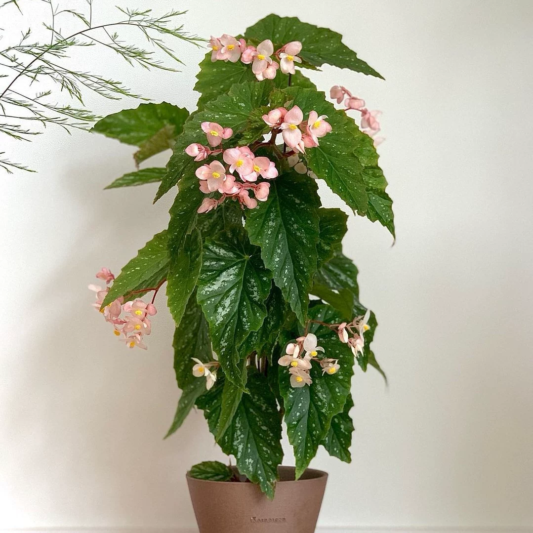 室内网红观叶秋海棠系列竹节秋海棠蟆叶ins风欧式盆栽花