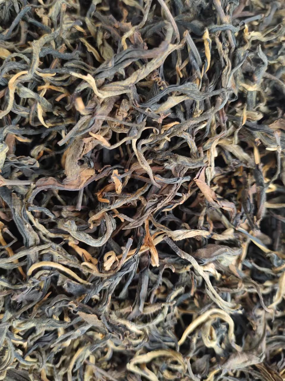 2024年 藤条古树晒红 云南大叶种