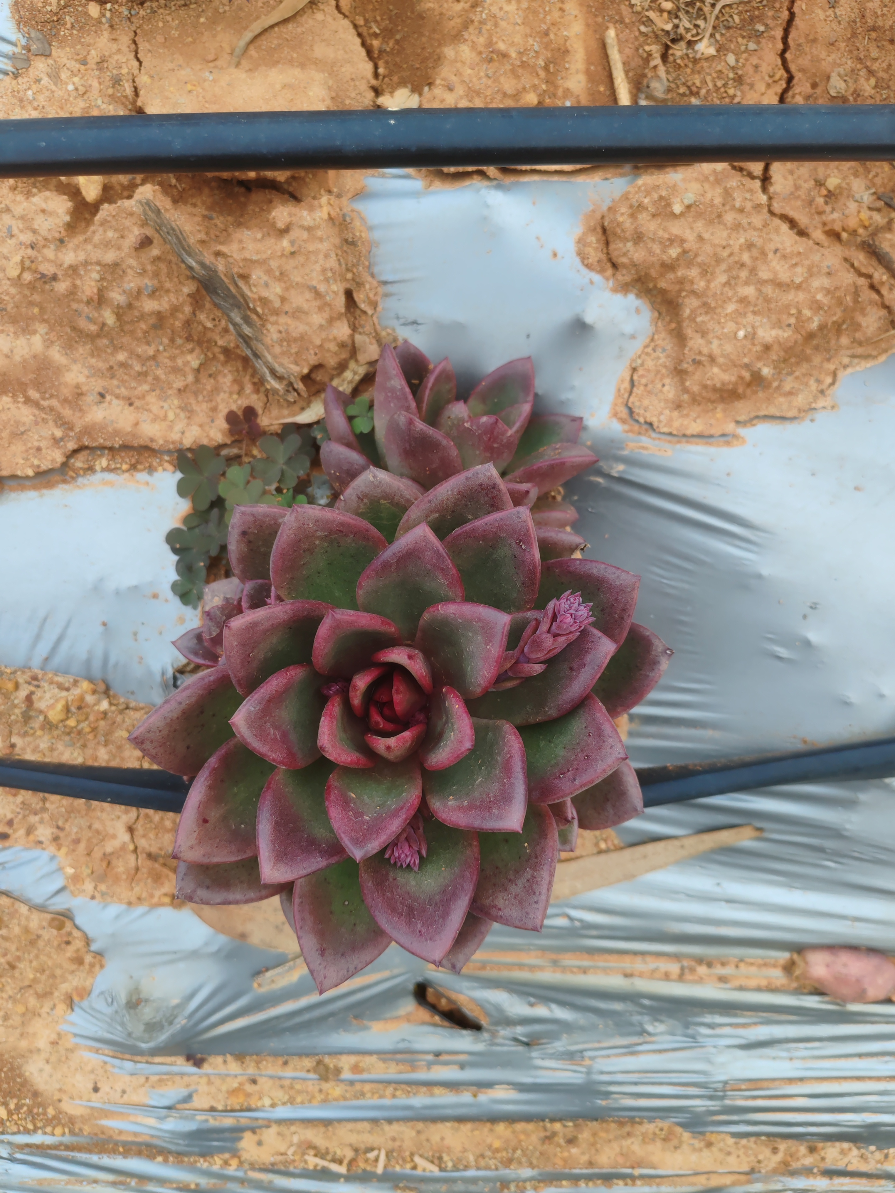 地栽沣沛玫瑰一单包邮（拍一发二）