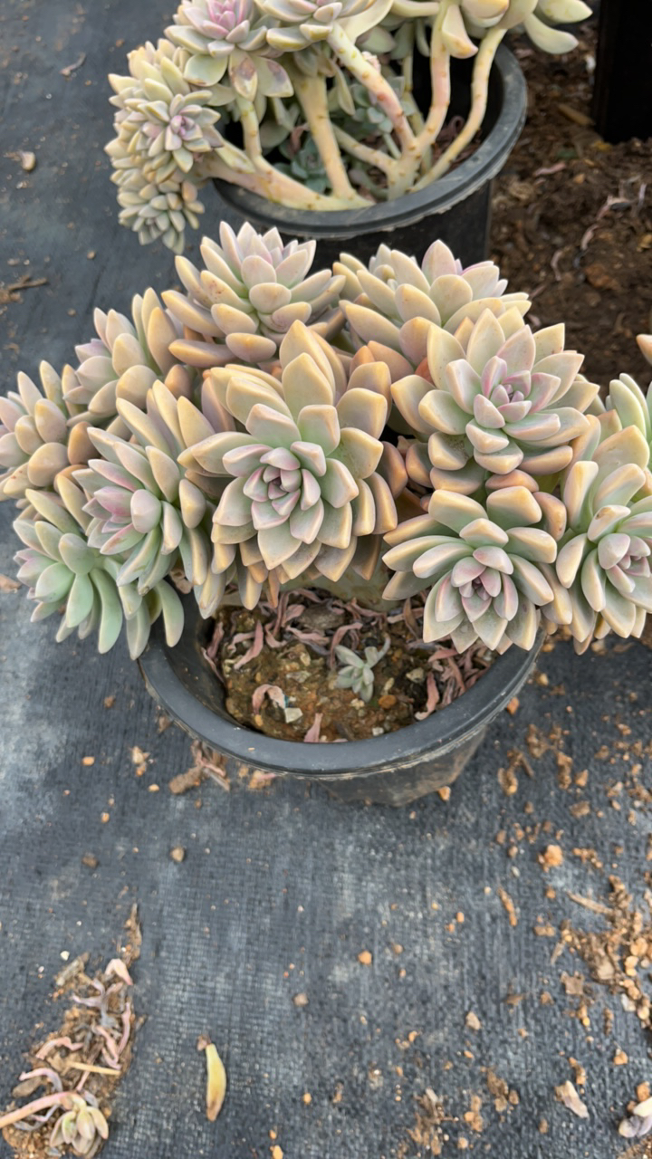 盆栽淡雪朵朵缀20cm