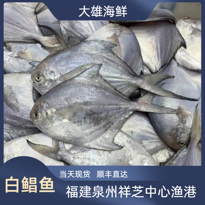 白鲳鱼海鲜泉州祥芝中心渔港野生船捕顺丰直达福利