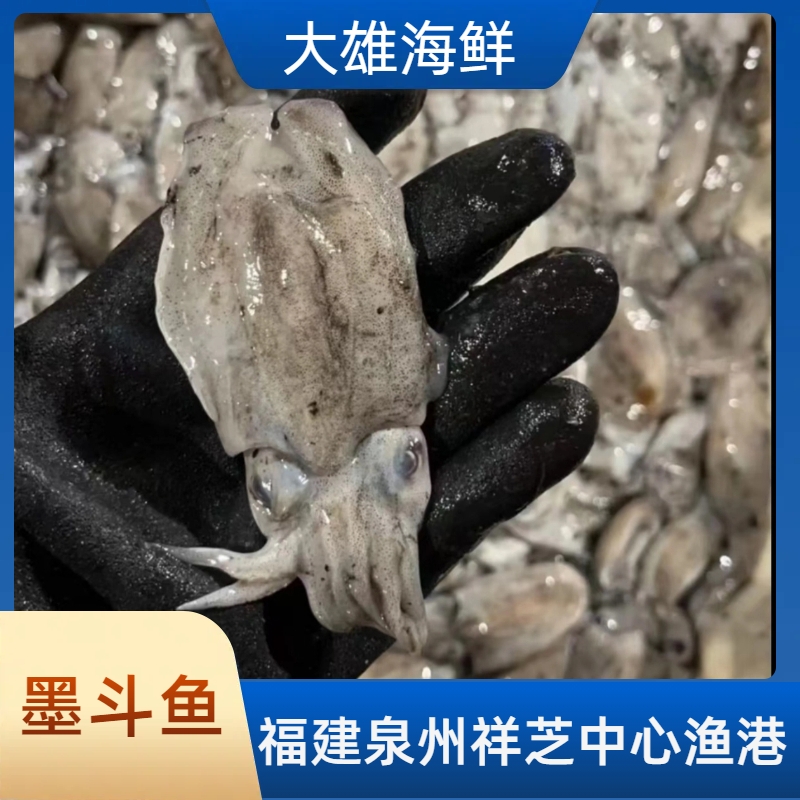 墨斗鱼 泉州祥芝中心渔港野生船捕顺丰直达福利新鲜海鲜