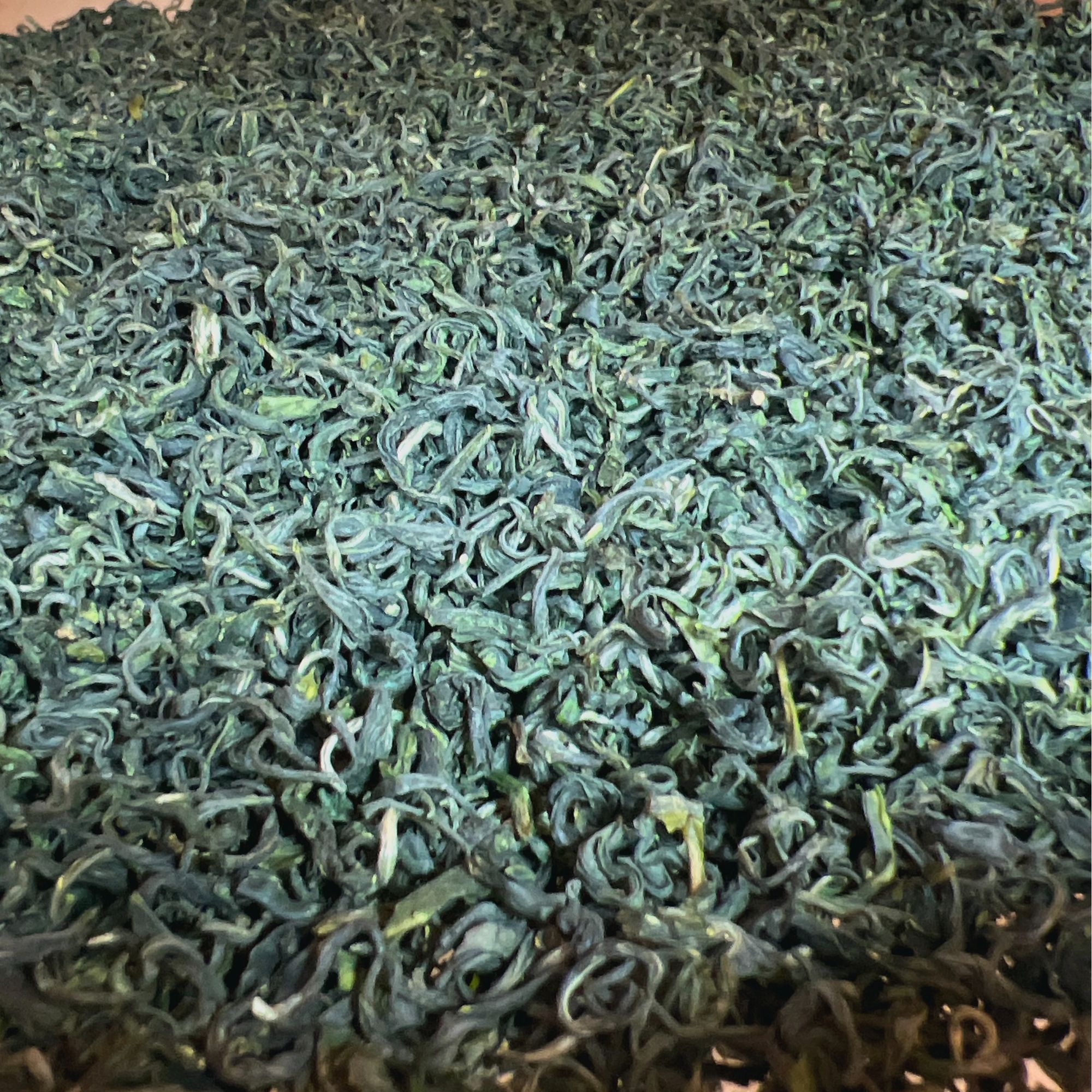 新茶2024绿茶炒青基础口粮茶