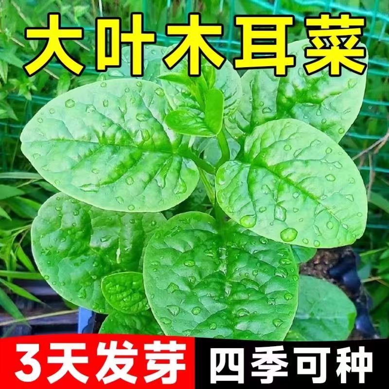 大叶木耳菜种子腾菜紫角叶阳台盆栽豆腐菜种子蔬菜种籽奶油夏季