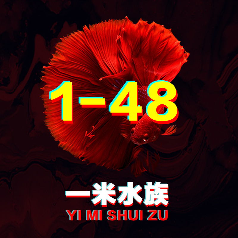 1-48号/泰国斗鱼小型热带观赏鱼/狮王/半月/（直播间选鱼）