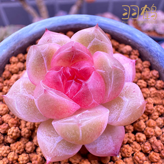 25-50可用直播链接 羽鹤花房云南多肉植物 满68包邮 发货拍下