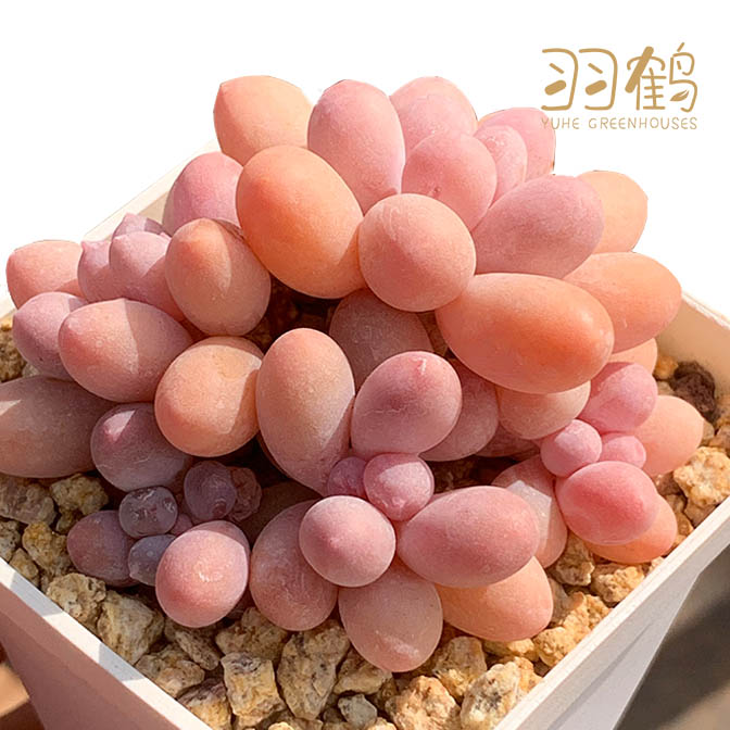 200-300直播链接 羽鹤花房 云南多肉植物 满68包邮发货
