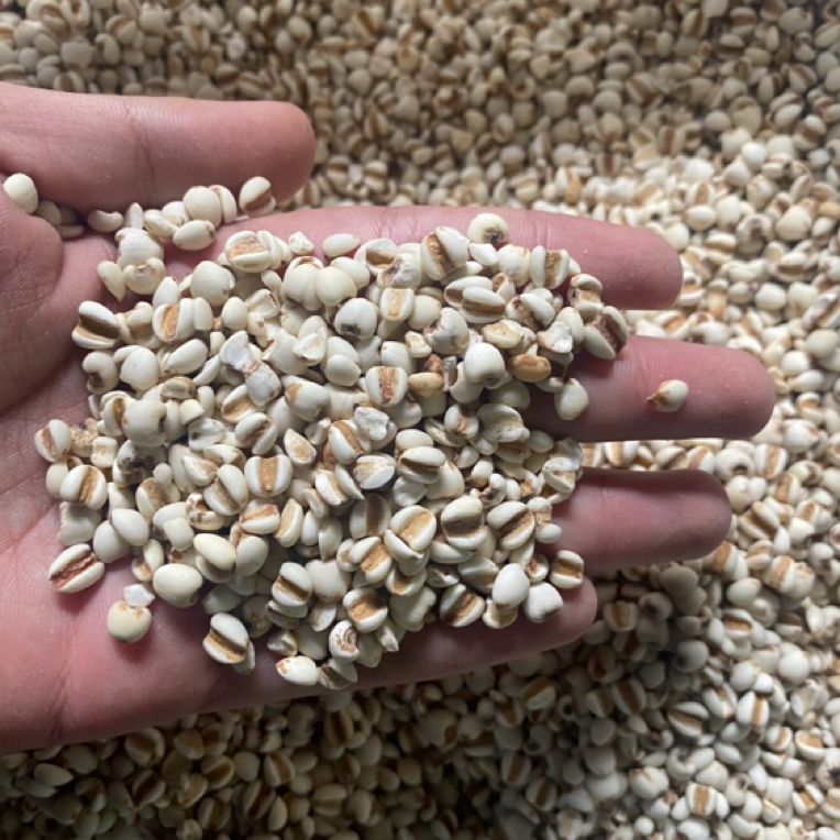 【土特产】薏米1500g