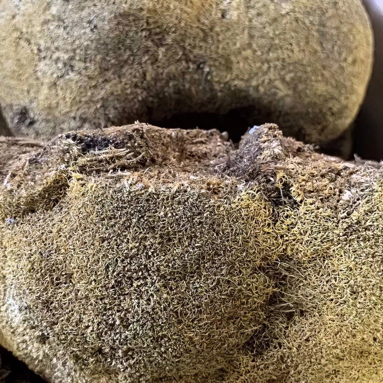 【金丝灵芝】净含量250g-500g