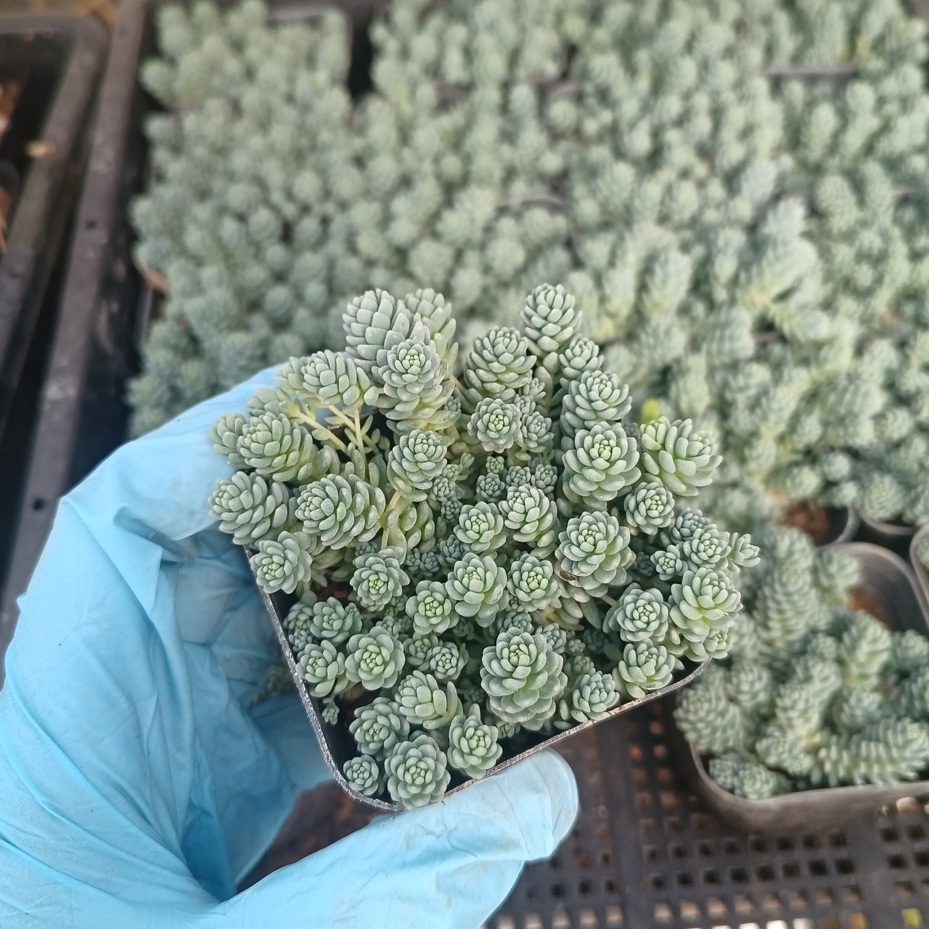姬星美人多肉植物旋叶多头群生易养花卉